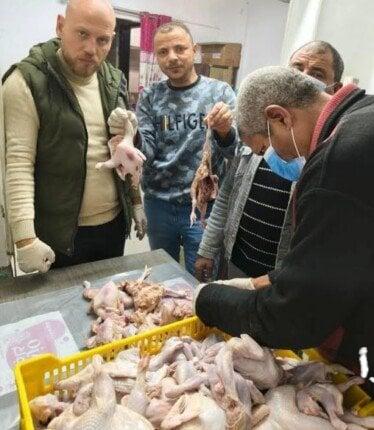 ضبط 71 دجاجة مصابة بالسالمونيلا والإي كولاي في الأسبوع