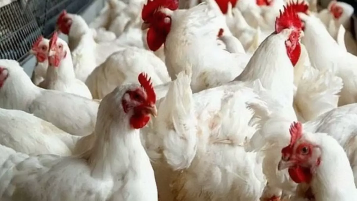 شعبة الدواجن تكشف عن توقعات بانهيار أسعار الفراخ بعد أسبوع رمضان