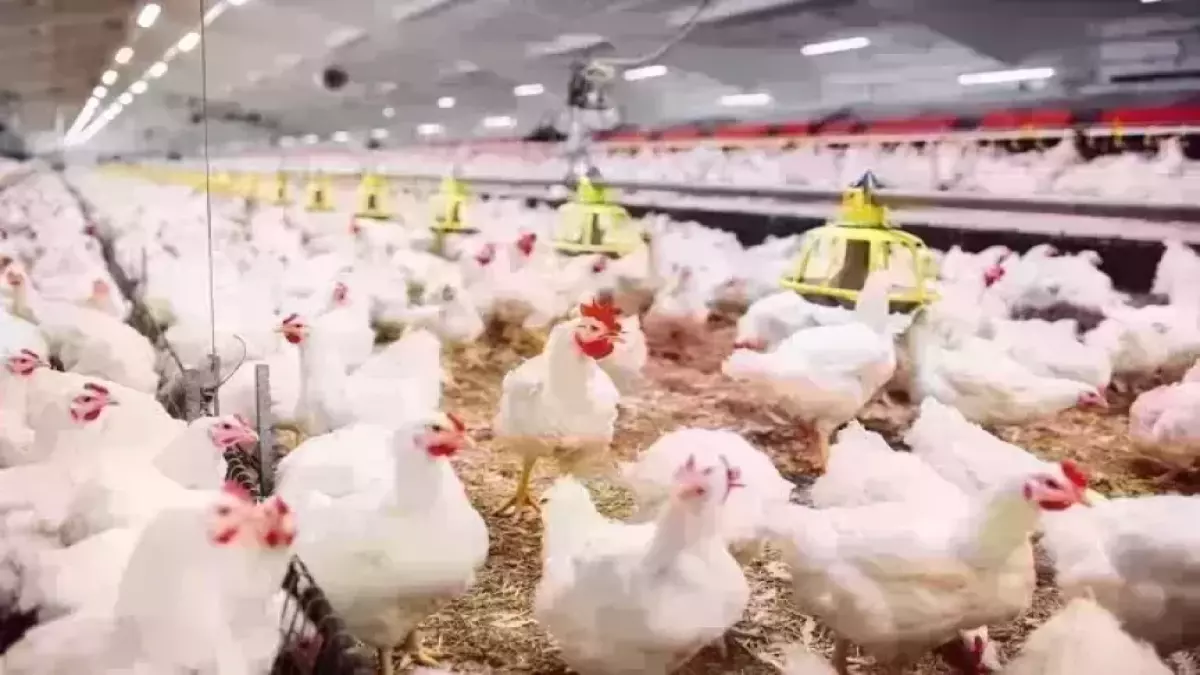 ارتفاع أسعار الدواجن قبيل رمضان حيث سجلت 91 جنيهاً والبانيه بلغ 210 جنيه مما أثار صدمة بين المصريين