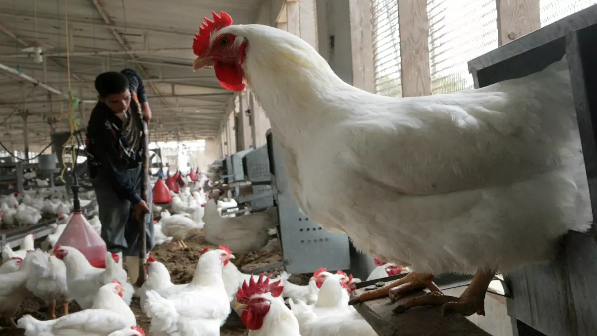 انخفاض حاد في أسعار الدواجن في مصر خلال أيام وسببها المفاجئ يكشفه الخبراء مع الأسعار الجديدة المتوقعة