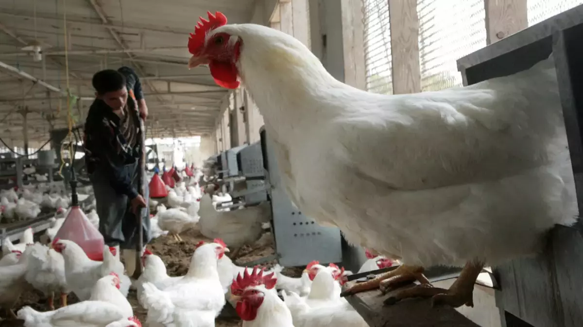 سر تكاليف الدجاج في الأسواق يكشفه تقرير وزارة التموين ويؤكد أن سعره الحقيقي لا يتجاوز 70 جنيهاً