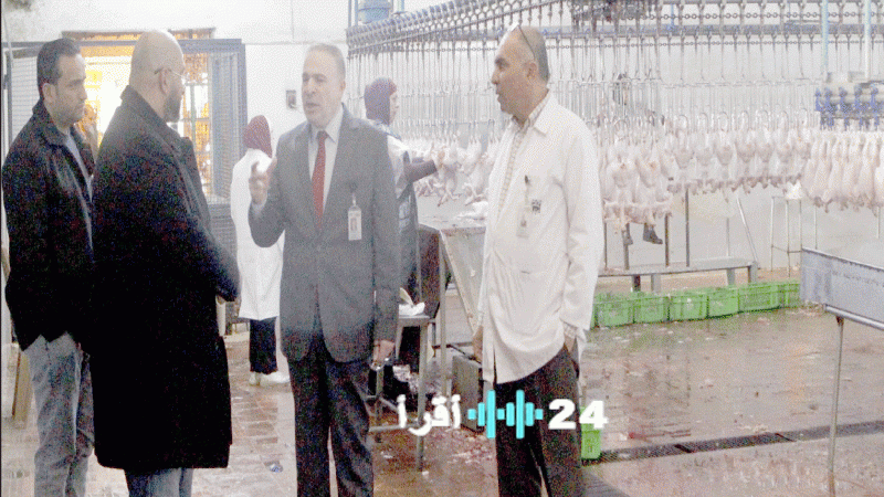 300 خروف و30 عجل و4500 طائر دواجن كل ساعة