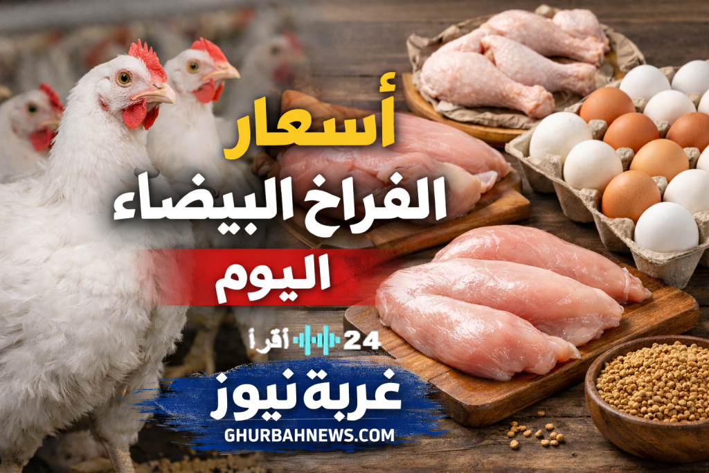 «أسعار الفراخ البيضاء اليوم في الجمعة 13 فبراير 2026 تشهد ارتفاعًا ملحوظًا وارتفاع متسارع في أسعار كرتونة البيض»