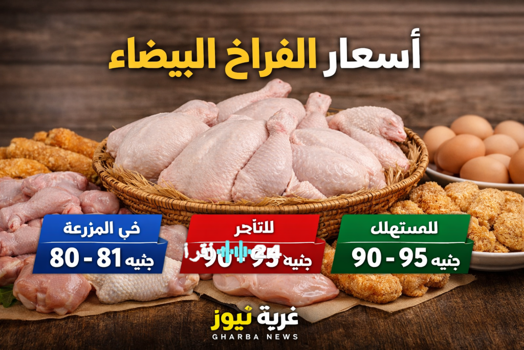 «مفاجأة الأسواق في الأفق» أسعار الفراخ البيضاء: استقرار مستمر أم ارتفاع وشيك؟