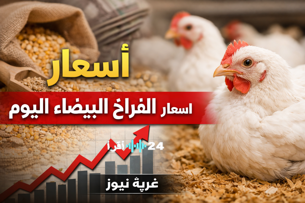 «قفزة غير متوقعة» أسعار الفراخ البيضاء تتجه نحو 100 جنيه في بورصة الدواجن والسوق يستعد لمتابعة التطورات
