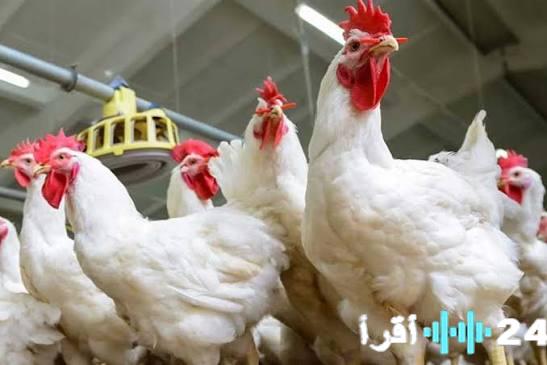 «أسعار الفراخ البيضاء تتصدر عناوين اليوم» سعر الفراخ في البورصة اليوم الجمعة 27 فبراير 2026 يكشف مفاجآت للمستهلكين