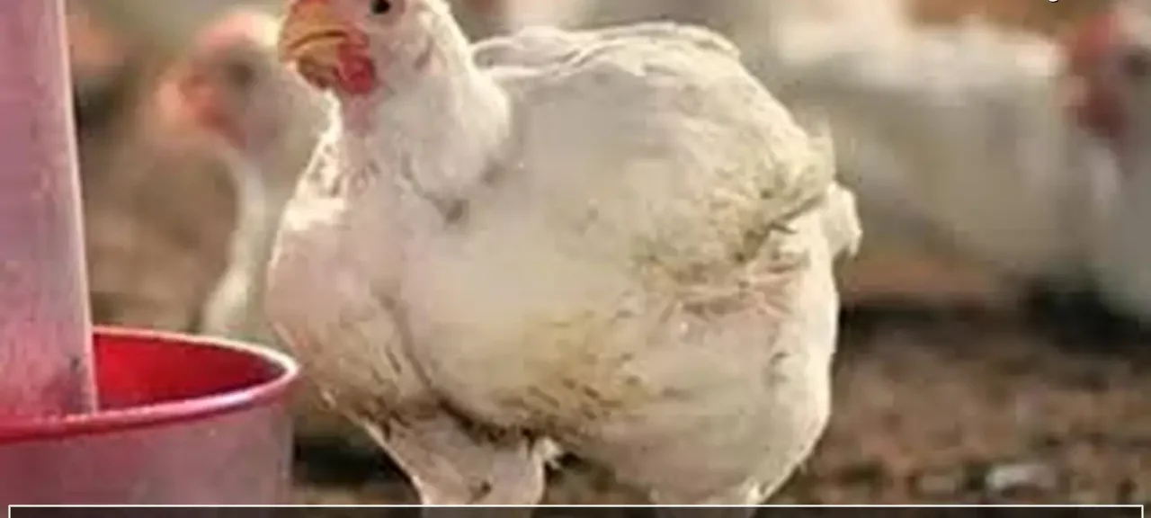 «عين على الأسعار الحالية»
الدجاج الأبيض يرسخ ثبات قيمته في تعاملات منتصف يوم الاثنين 9 فبراير 2026 لمشتري السوق