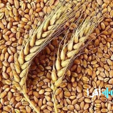 «مؤشرات جديدة» انخفاض حاد في أسعار القمح بالأسواق يوم الخميس 12 فبراير 2026 يفتح الباب أمام تحليلات اقتصادية عميقة