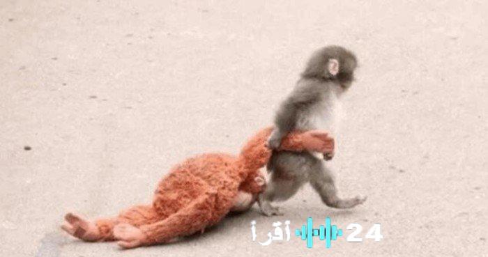 «الأمومة لا تعرف المستحيل» دمية تتحول إلى أم لقرد رضيع تخلت عنه والدته في قصة أبهرت العالم