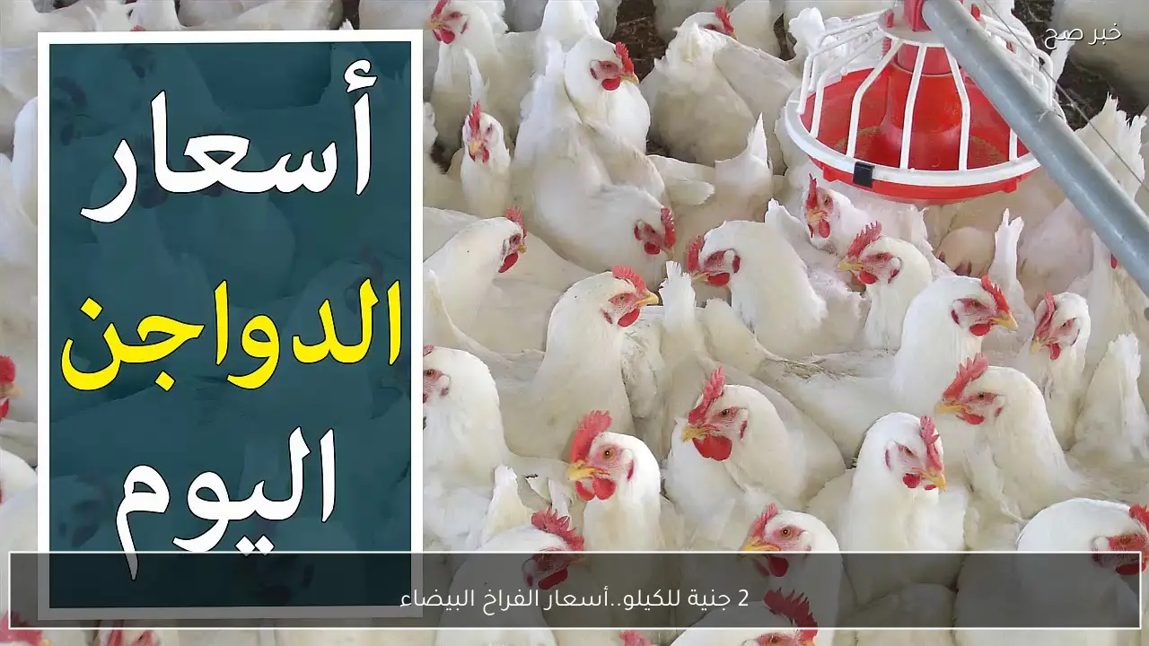 «قلق المستهلك يتصاعد» بورصة الدواجن المصرية تضيف جنيهين لسعر كيلو الفراخ البيضاء اليوم