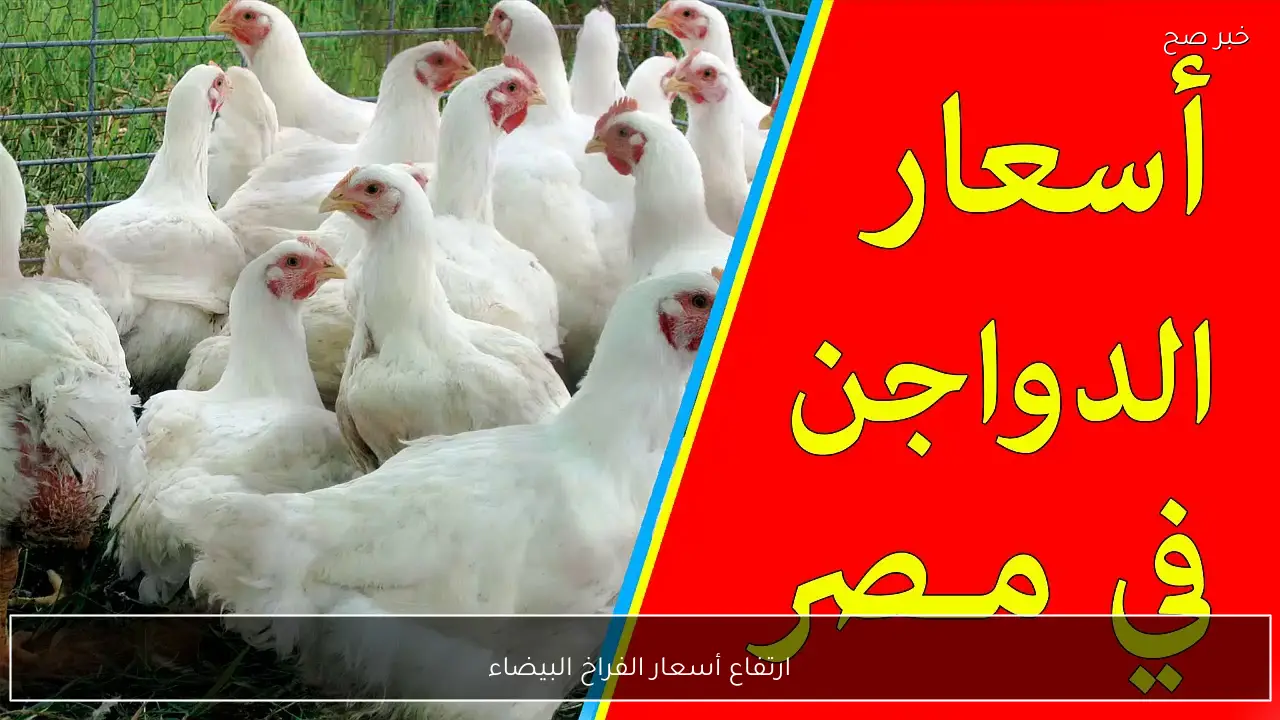«عين على السوق: تحديات جديدة» الأسواق المصرية وبورصة الدواجن ترصد ارتفاعًا غير مسبوق في أثمان الدجاج الأبيض