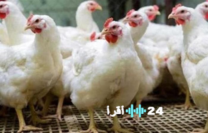 “تغطية خاصة للسوق” أحدث قراءات أسعار الدواجن بمختلف أصنافها مع انطلاق تعاملات الأحد