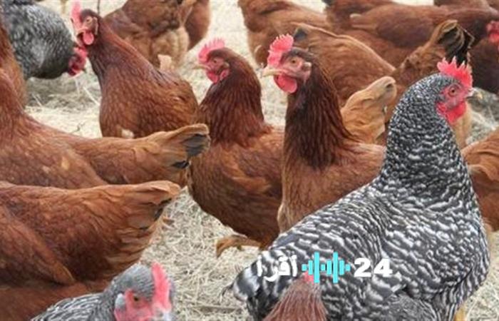 «نبض السوق» بورصة الدواجن ترصد تحركات أسعار الفراخ والبيض اليوم الأربعاء