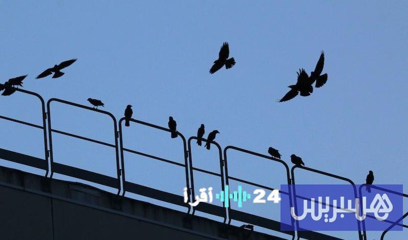 «عندما يهمس العلم بما تخفيه الطبيعة» اكتشاف علمي يكشف تداعيات الضجيج البشري على الكائنات المجنحة