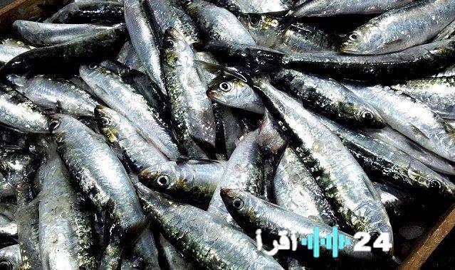 السردين يتجاوز 30 درهماً في أول أيام رمضان مع توقعات بتراجع الأسعار السبت