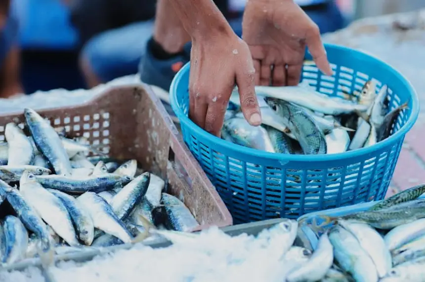 قبل أيام قليلة من رمضان، أسعار “سمك الفقراء” تتضاعف ورصيده في الأسواق يتناقص بشكل ملحوظ