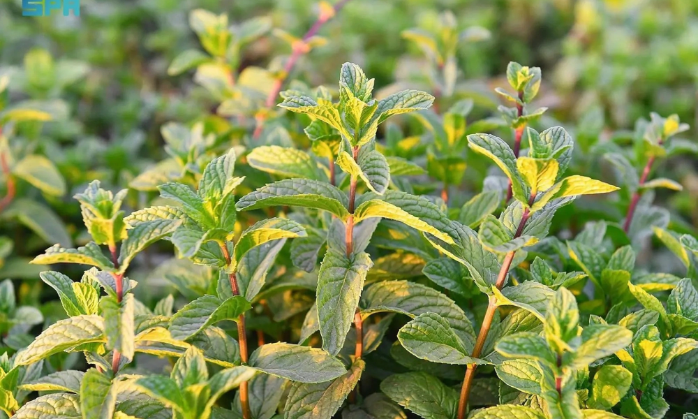 مدرسة حقلية للنباتات العطرية تنطلق بالمدينة المنورة شراكة استراتيجية لتنمية القطاع الزراعي