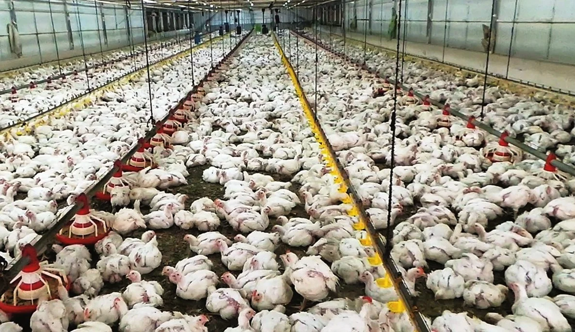 «أزمة غلاء تشتعل» الدواجن البيضاء تسجل مستويات غير مسبوقة وتقترب من حاجز المئة جنيه للكيلو