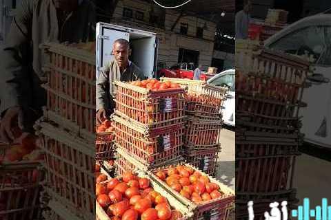 أسعار الخضروات في سوهاج اليوم: الطماطم تسجل 8 جنيهات وتتربع على القمة