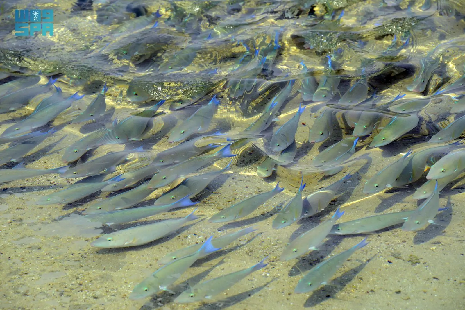 جزر فرسان: الملاذ البيئي لأسماك الببغاء وأسرار تفضيلها