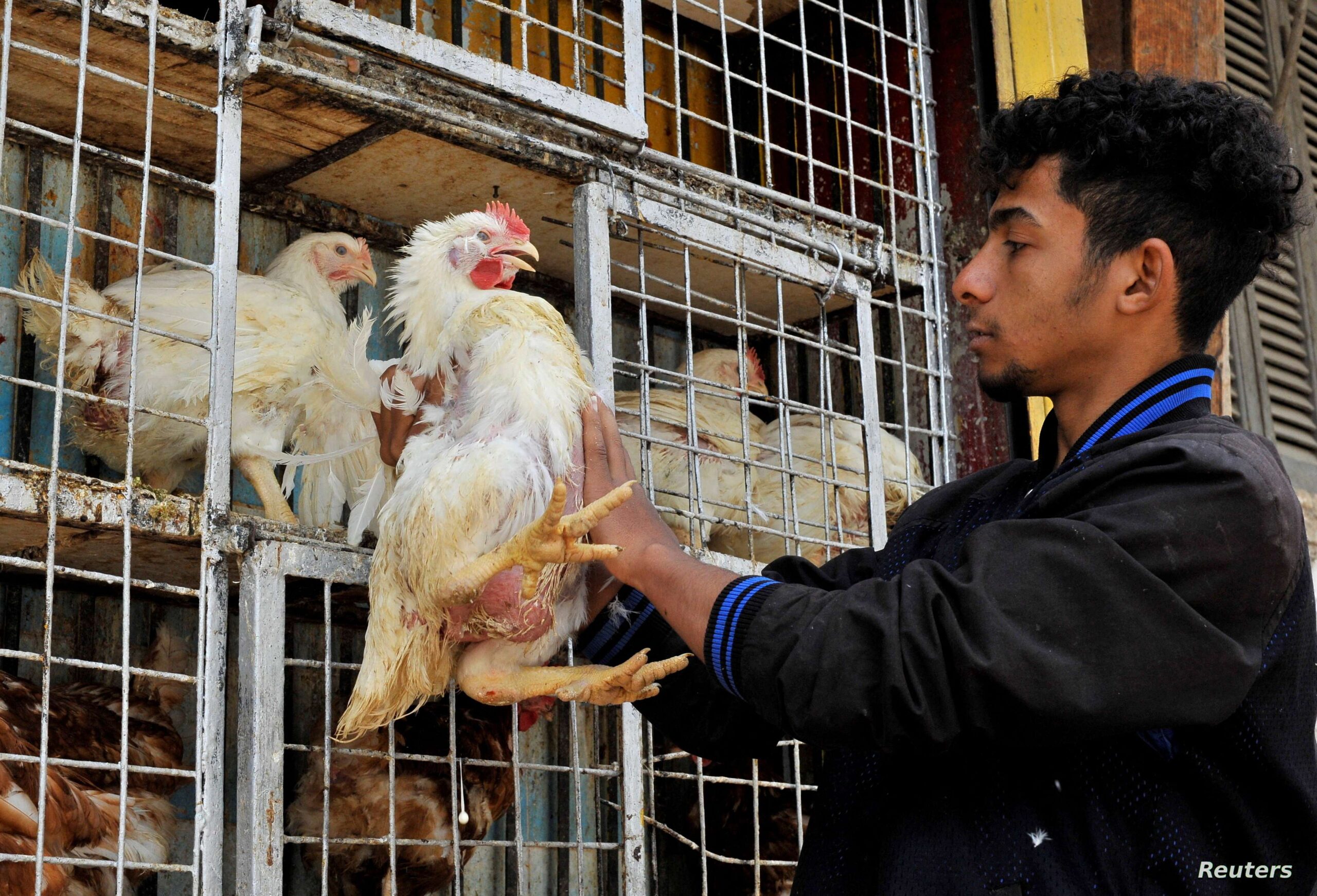 «الكلمة الفصل في أزمة الدواجن» اتحاد المنتجين يكشف مستجدات حاسمة بشأن أسعار الفراخ