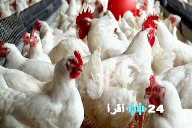 «محاكمة سماسرة الدواجن بتهمة التلاعب بالأسعار»