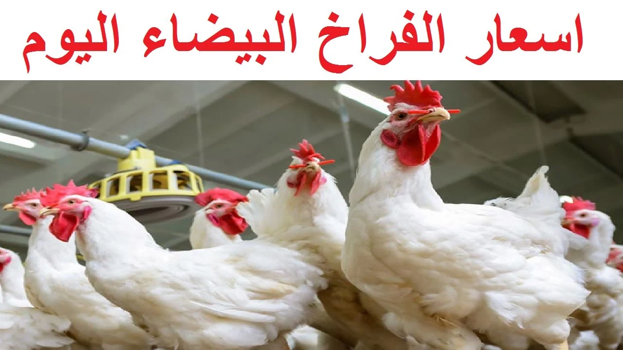 «تراجع مفاجئ في أسعار الفراخ البيضاء والبانيه والكتاكيت: الكيلو ينخفض 5 جنيهات في الأسواق المصرية»