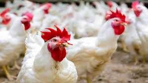 تحرك سريع من مجلس النواب لمواجهة ارتفاع أسعار الدواجن قبل حلول رمضان 2026
