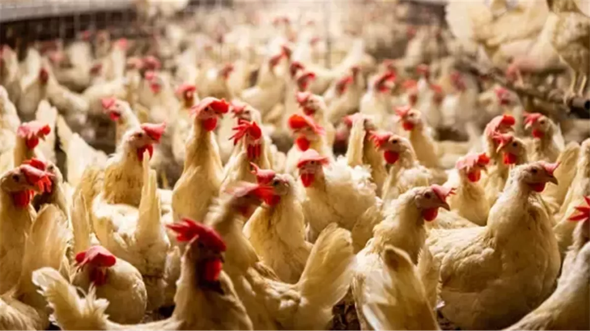 أسعار الدواجن تتأرجح في السوق خلال المساء ليوم الخميس 12 فبراير 2026