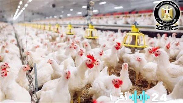 ارتفاع أسعار الدواجن قبيل رمضان ونقيب الزراعيين يكشف عن السعر المثالي في الأسواق