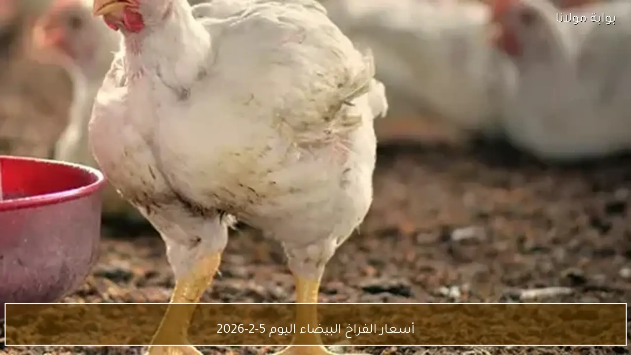 «بوصلة المتسوق» حركة بورصة الدواجن البيضاء في 5 فبراير 2026