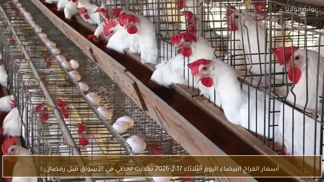 «مرجعكم الأول لتجهيزات الشهر الفضيل» تحركات أسعار الدواجن البيضاء بالأسواق متابعة لحظية الثلاثاء 17 فبراير قبل رمضان