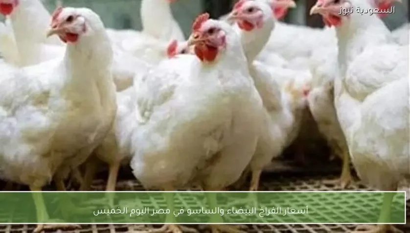 «عين على السوق» الكشف عن أسعار الدواجن البيضاء والساسو في مصر اليوم الخميس