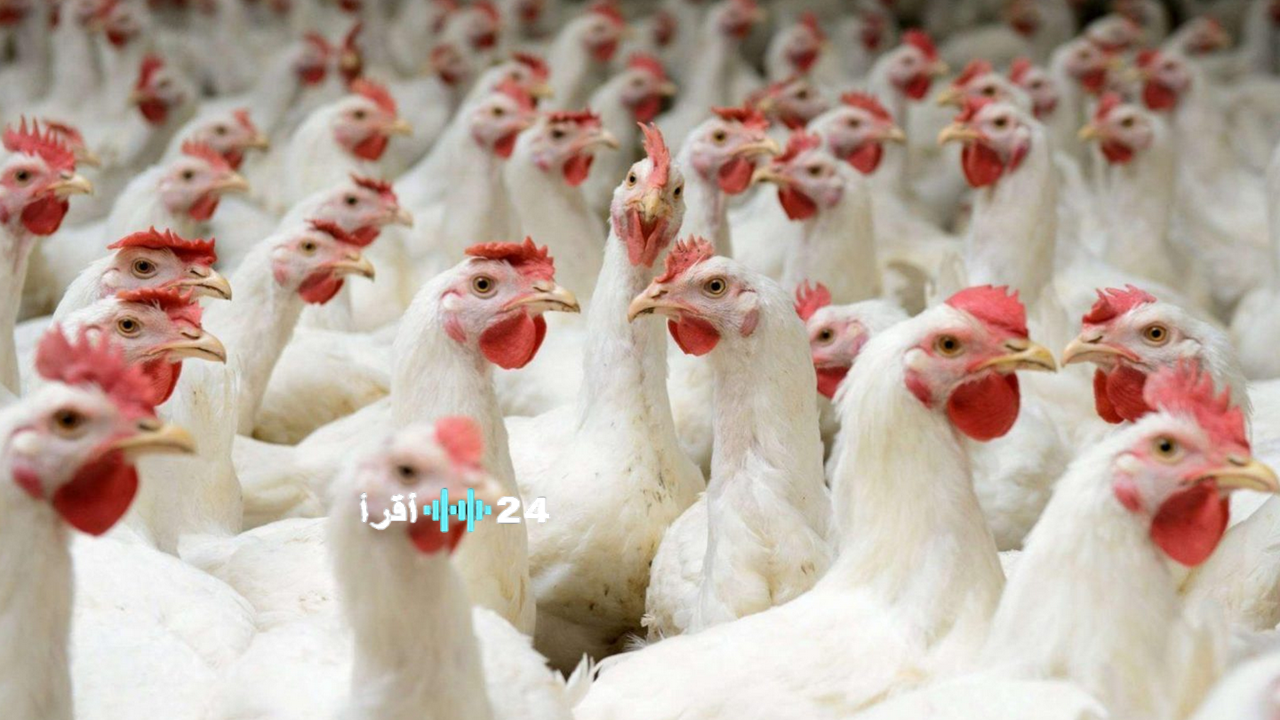 أسعار الدواجن اليوم في مصر.. ارتفاع الفراخ البيضاء والبانيه وتحركات جديدة في سوق البيض