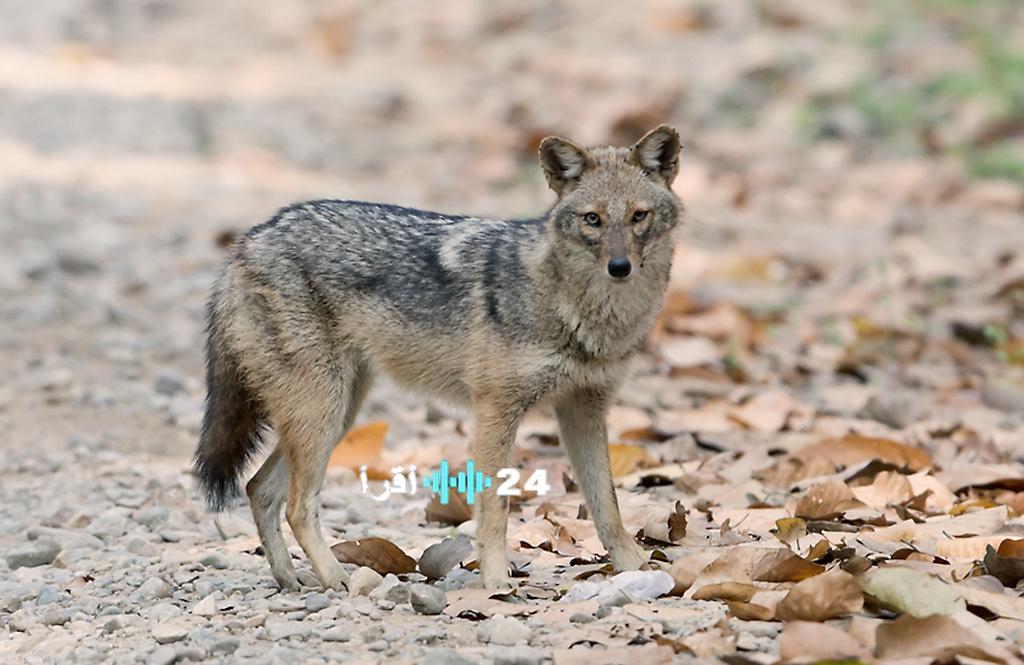 لأول مرة في الرياض: محمية الملك عبدالعزيز توثق ظهور ابن آوى الذهبي