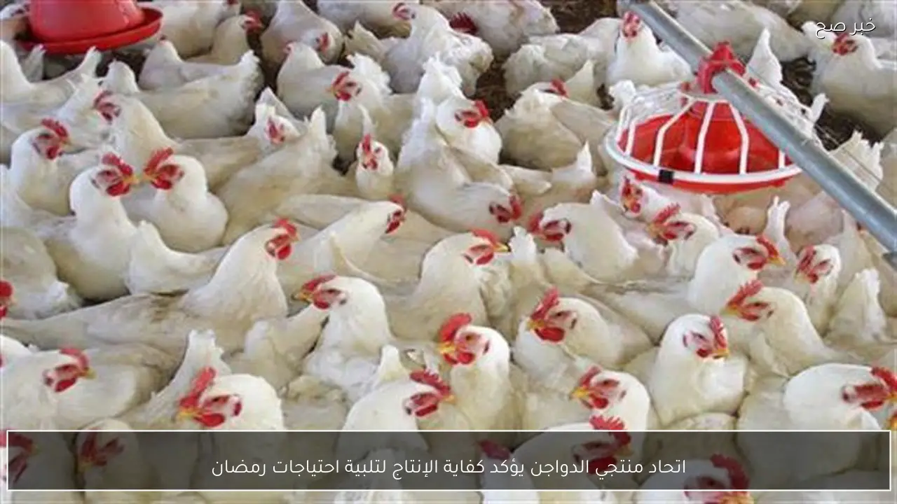 اتحاد منتجي الدواجن يكشف عن وفرة الإنتاج لتلبية احتياجات شهر رمضان المبارك