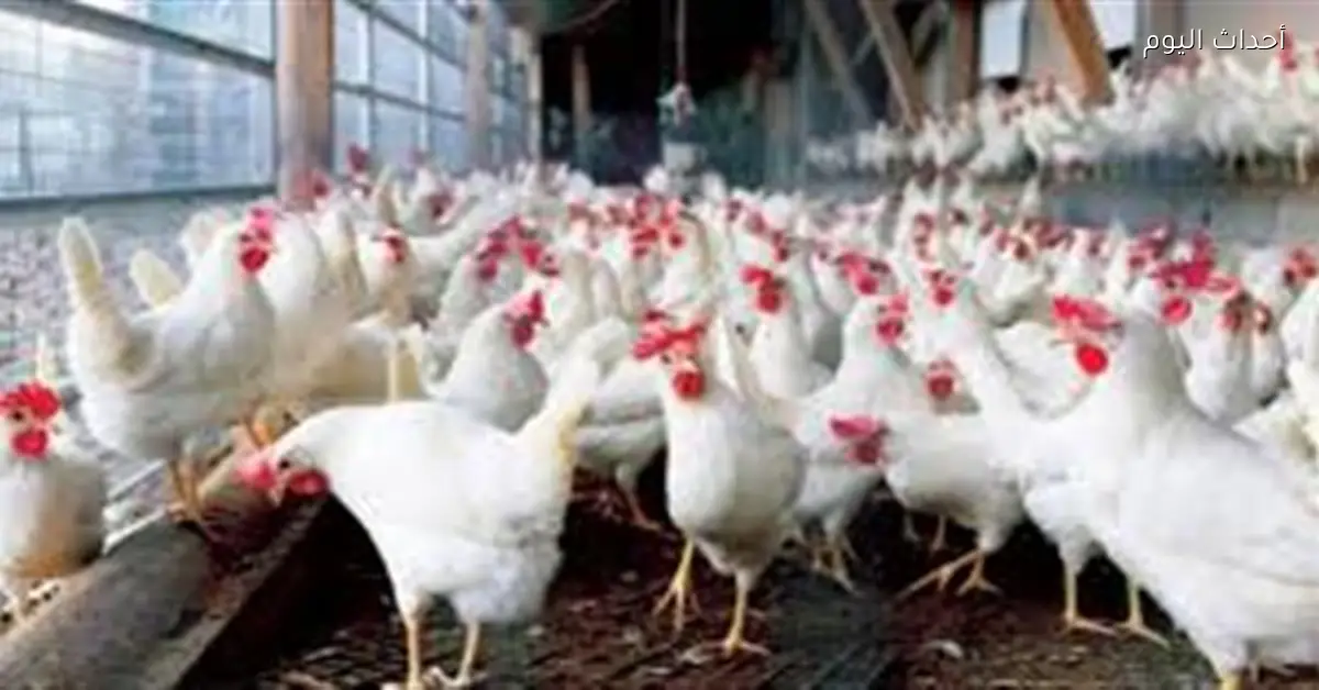 «تحليق الأسعار» ارتفاع أسعار الدواجن الطازجة في مصر خلال فبراير 2023