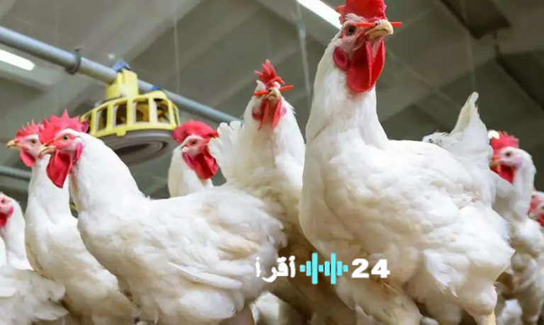 زيادة ملحوظة في أسعار الدواجن بمصر اليوم الأربعاء 11 فبراير 2026 لجميع الأصناف
