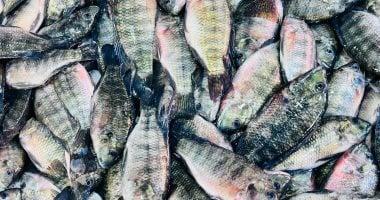 أسعار الأسماك في أسواق كفر الشيخ تتصدر العناوين ببلطي 50 جنيها في تعاملات الخميس 5 فبراير 2026
