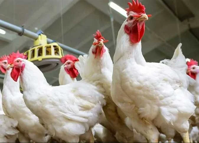 الجدل يتصاعد بين الحكومة والمنتجين حول استيراد الدواجن كحل مؤقت أم بداية أزمة مستمرة