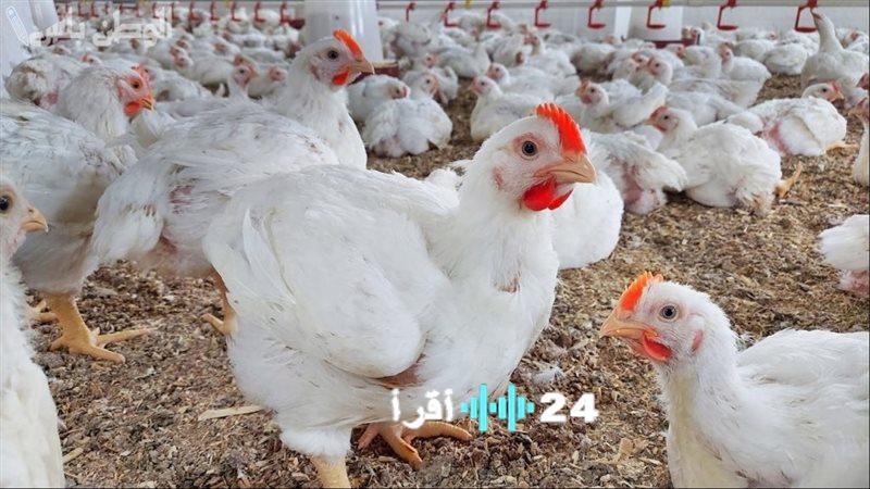 أسعار الدواجن على الشواية تستعد للانخفاض والمستهلكون ينتظرون تحسن الأوضاع