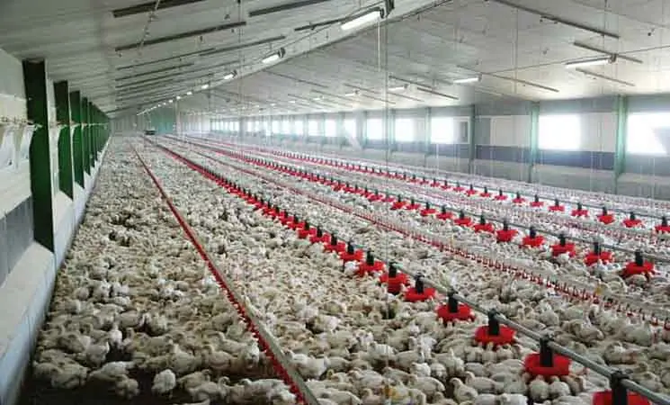 المغرب يحتل المرتبة الثالثة كأكبر منتج للحوم الدواجن في إفريقيا