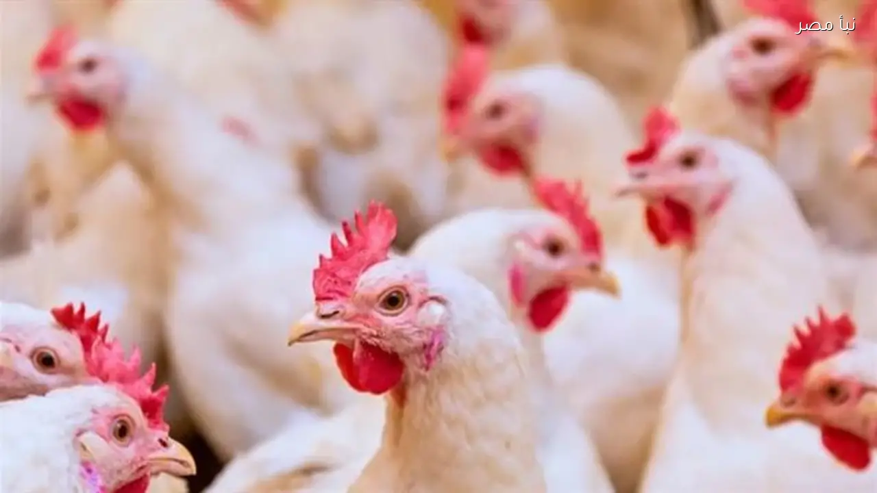 «بيان قاطع ينهي الجدل» تصريح رسمي ينفي استيراد منتجات دواجن مخالفة للمعايير الشرعية