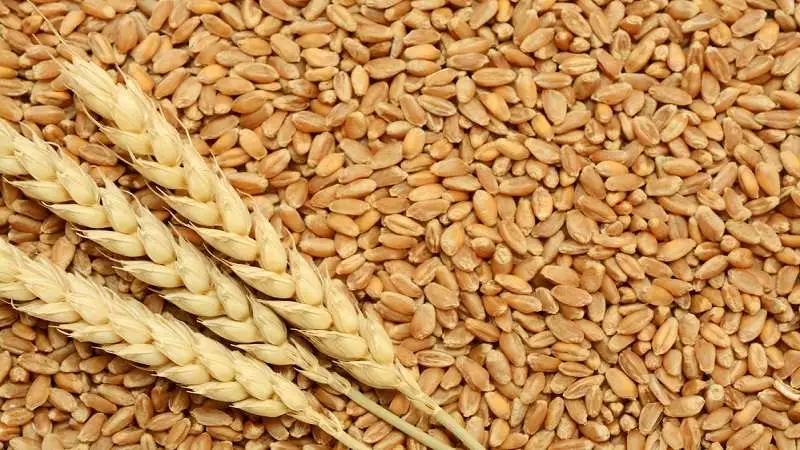 «استثمار 4 مليارات جنيه لتعزيز دعم مزارعي القمح في مصر»