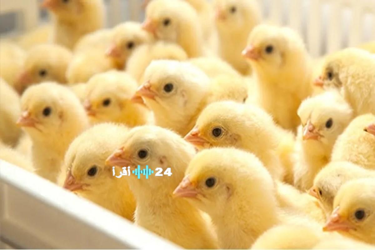 انخفاض غير متوقع في أسعار الكتكوت الأبيض يثير التفاؤل بين المربين