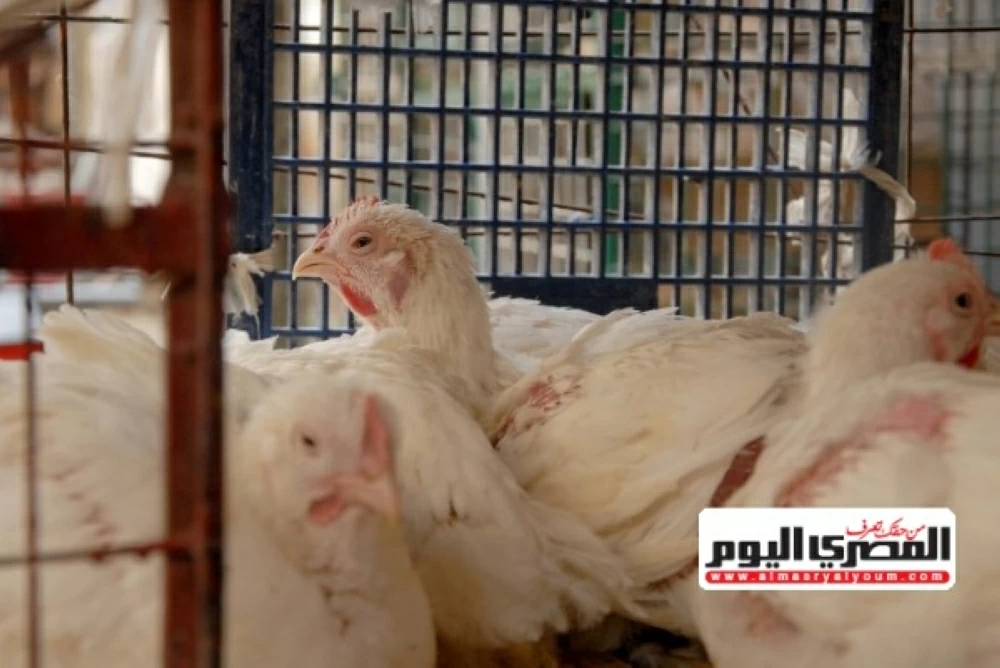 أسعار الدواجن اليوم في المحلات والمزارع بعد ارتفاع سعر الفراخ البيضاء الأربعاء 11 فبراير 2026