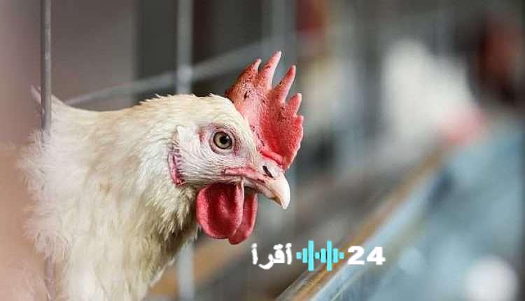 أسعار الدواجن الطازجة تشهد ارتفاعًا ملحوظًا في الأسواق المصرية اليوم الأثنين 2 فبراير 2026