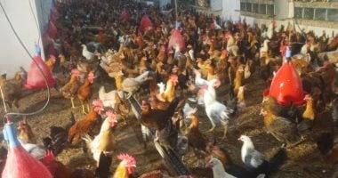 «عين على الأسعار» الدواجن تتصدر اهتمامات أسواق الغربية في تعاملات الأحد