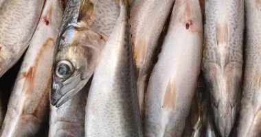 أسعار السمك والبلطي تشهد تحركات جديدة في أسواق الإسكندرية اليوم