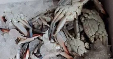 تحديث أسعار أسماك الجندوفلي والشراغيش في أسواق الإسكندرية اليوم